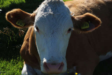 Cow in the Alps close-upの写真素材