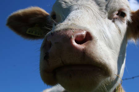 Cow in the Alps close-upの写真素材