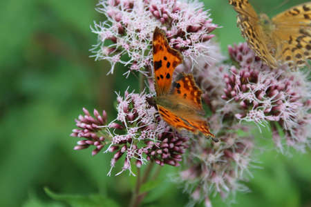 Butterfly on a wild flower close-upの写真素材