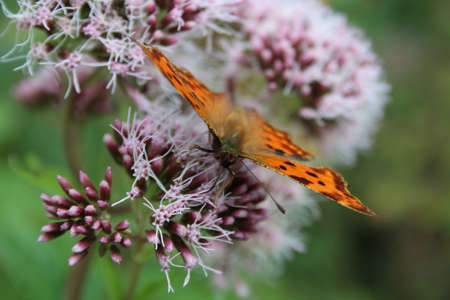Butterfly on a wild flower close-upの写真素材