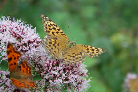 Butterfly on a wild flower close-upの写真素材