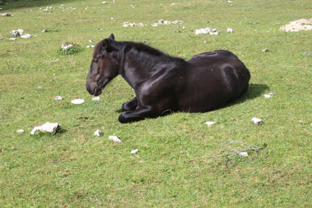 black horse on a meadow in the mountainsの写真素材