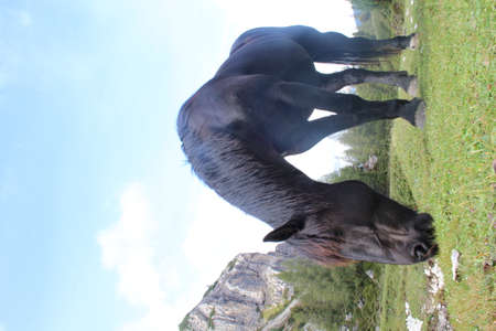 black horse on a meadow in the mountainsの写真素材