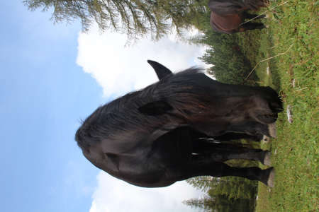 black horse on a meadow in the mountainsの写真素材