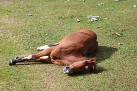 Horses on a meadow in the mountainsの写真素材