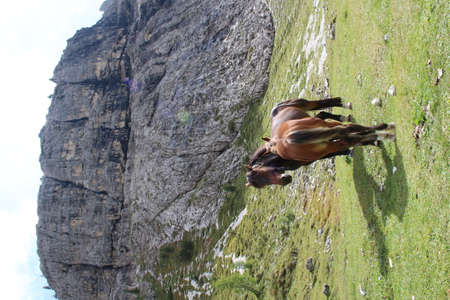 Horses on a meadow in the mountainsの写真素材
