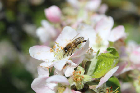 Insect on a tree with brightly colored flowersの写真素材