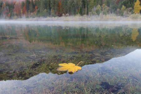 Yellow maple leaf floats in a mountain lakeの写真素材
