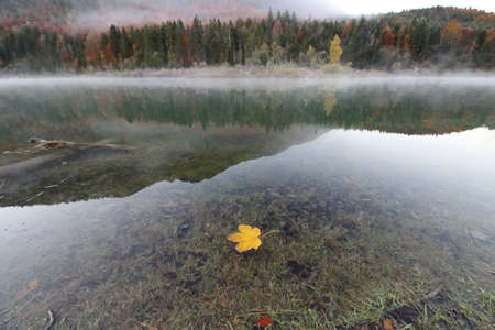 Yellow maple leaf floats in a mountain lakeの写真素材