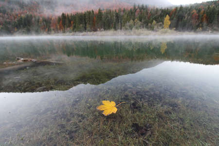 Yellow maple leaf floats in a mountain lakeの写真素材