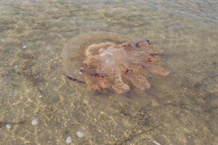 Big jellyfish on the beach in Italyの写真素材
