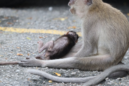 wild monkeys in the cityの写真素材