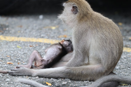 wild monkeys in the cityの写真素材