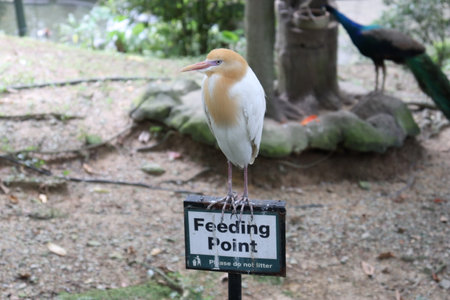 exotic bird is sitting on a signの写真素材