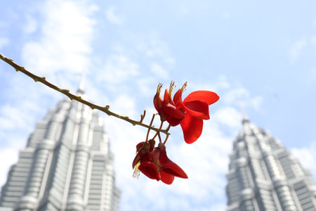 Exotic flowers with skyscrapers in the backgroundの写真素材