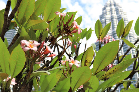 Exotic flowers with skyscrapers in the backgroundの写真素材