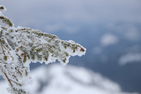 Fir branches covered with hoarfrost against the background of mountainsの写真素材