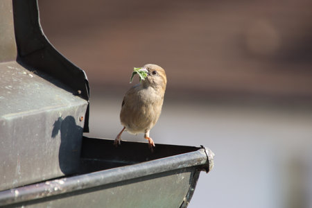 Sparrow eating a piece of bread on a feeder.の写真素材