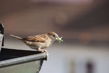 House Sparrow (Passer domesticus) eating a green leaf.の写真素材