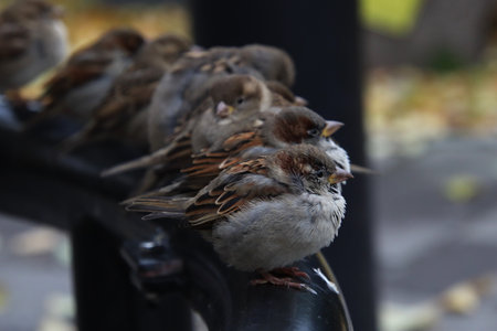 A flock of sparrows sits on a metal railing in autumnの写真素材