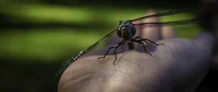 Dragonfly on a hand faces camera.の写真素材