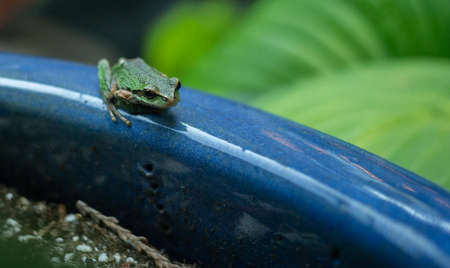 Pacific tree frog, aka, Pacific chorus frog (Pseudacris regilla) on a blue terra cota potの写真素材