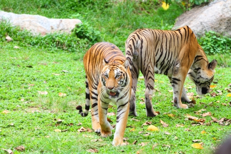 Asian Tiger Songkhla  Zoo Thailandの写真素材