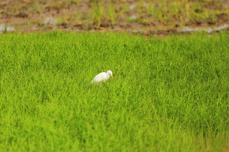  Bird White The tricky natureの写真素材
