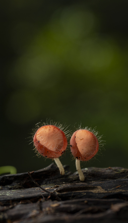 Champagne mushrooms have a beautiful red or orange cup shape in the rainforest,botanical environment fungus toadstool growing,concept:Plants for vegetarian food for healthの写真素材