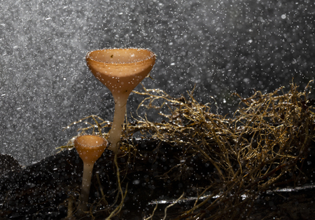 Champagne mushrooms have a beautiful red or orange cup shape in the rainforest,botanical environment fungus toadstool growing,concept:Plants for vegetarian food for healthの写真素材