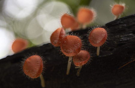 Champagne mushrooms have a beautiful red or orange cup shape in the rainforest,botanical environment fungus toadstool growing,concept:Plants for vegetarian food for healthの写真素材