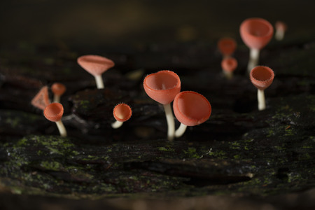 Champagne mushrooms have a beautiful red or orange cup shape in the rainforest,botanical environment fungus toadstool growing,concept:Plants for vegetarian food for healthの写真素材