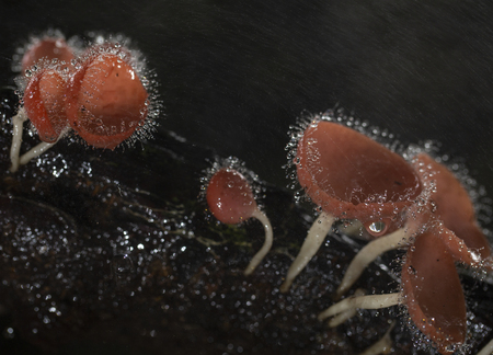 Champagne mushrooms have a beautiful red or orange cup shape in the rainforest,botanical environment fungus toadstool growing,concept:Plants for vegetarian food for healthの写真素材