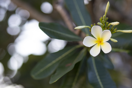 frangipani flower (Frangipani ) white and leaves beautiful,concept:Spa Aroma Relaxing Perfume Symbols,A bouquet of flowers to congratulate the weddingA bouquet of flowers to congratulate the weddingの写真素材