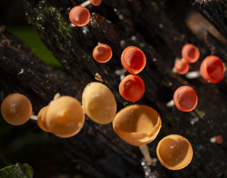 Champagne mushrooms have a beautiful red or orange cup shape in the rainforest,botanical environment fungus toadstool growing,concept:Plants for vegetarian food for healthの写真素材