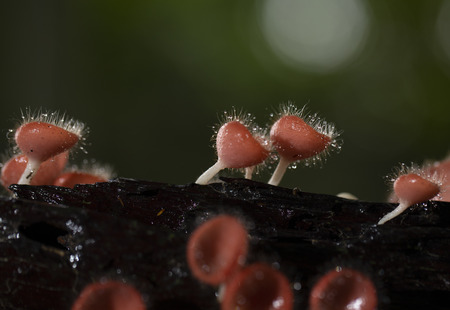 Champagne mushrooms have a beautiful red or orange cup shape in the rainforest,botanical environment fungus toadstool growing,concept:Plants for vegetarian food for healthの写真素材