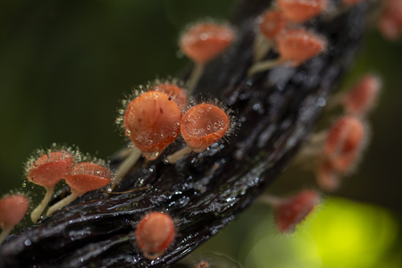Champagne mushrooms have a beautiful red or orange cup shape in the rainforest,botanical environment fungus toadstool growing,concept:Plants for vegetarian food for healthの写真素材