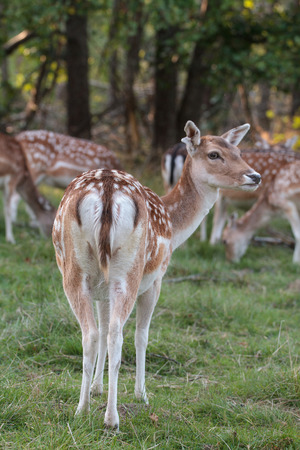 Curious Deer - A deer being curious and coming very close in the Swedish countrysideの写真素材
