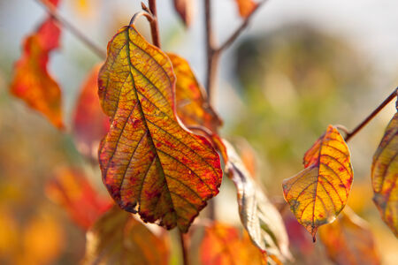 Autumn colors in Swedenの写真素材