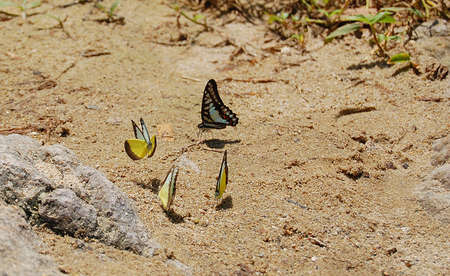 a family of yellow butterfly resting on the river bankの写真素材