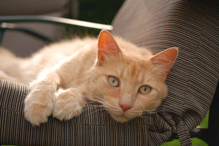 Light colored cat with curious expression lying on chair cushionの写真素材