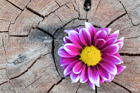 Pink flower on aged woodの写真素材