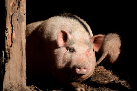 Portrait of pig in pen, front viewの写真素材