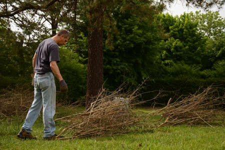 Man making bundle of cut twigs in yardwork, side viewの写真素材