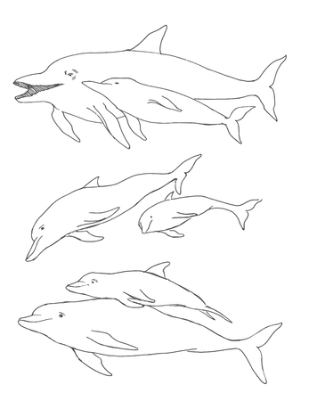 Dolphin set hand hrawnのイラスト素材