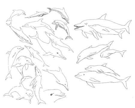 Dolphin set hand hrawnのイラスト素材