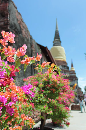 bougainvillea flowers in Thai temple in blue sky sunny dayの写真素材