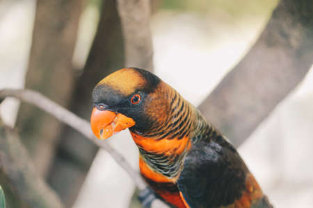 Dusky lories (Pseudeos fuscata) or banded Lories or Nuri kelam with orange and black feather