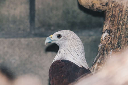 Brahminy kite (Haliastur indus) or elang bondol. bird of prey.
