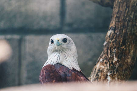 Brahminy kite (Haliastur indus) or elang bondol. bird of prey.の写真素材